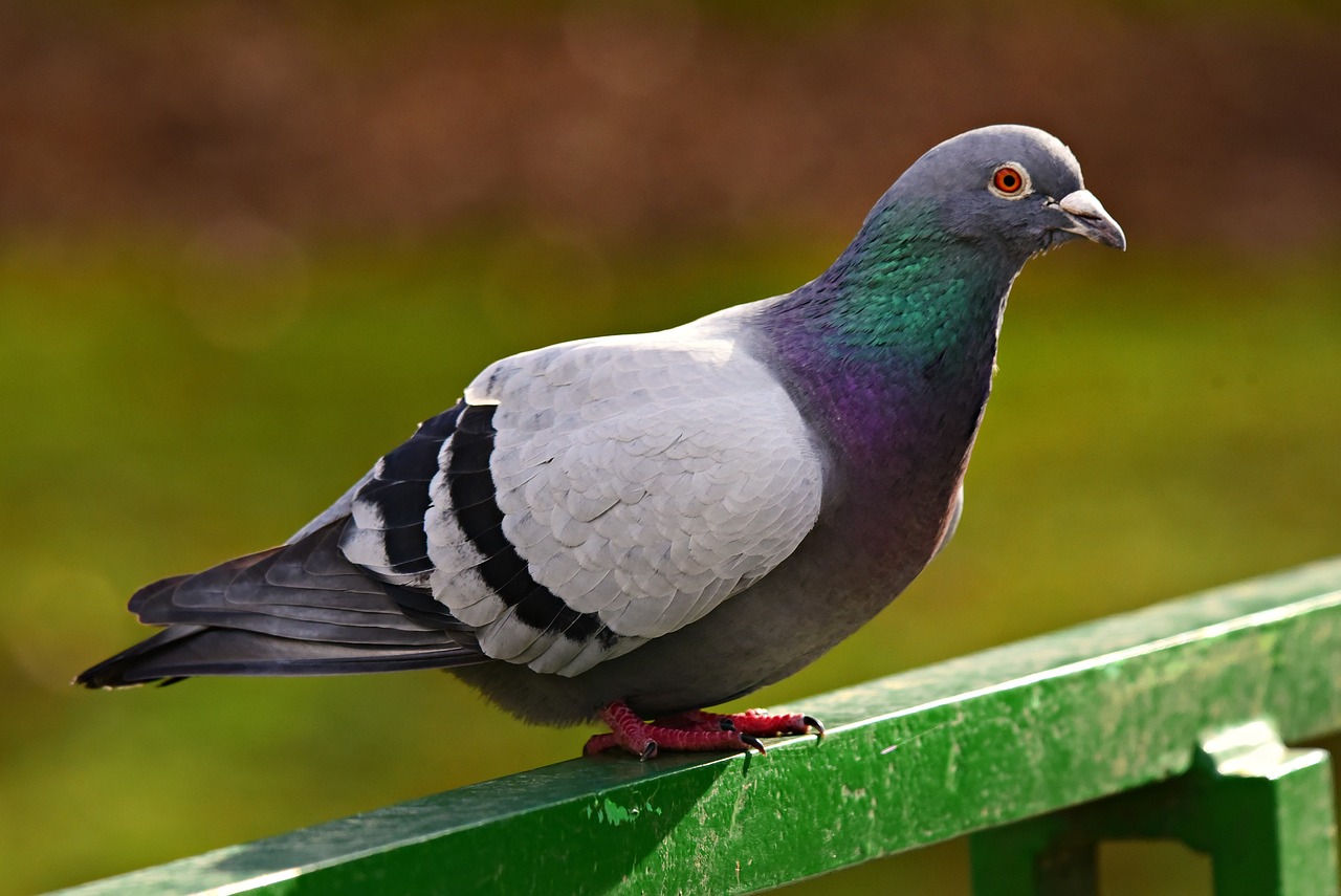 rock dove, pigeon, bird-4884627.jpg