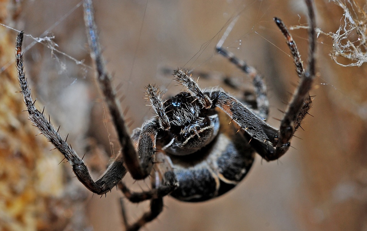 spider, arachnid, macro-564635.jpg